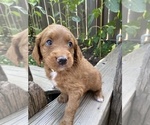 Puppy Mable Goldendoodle