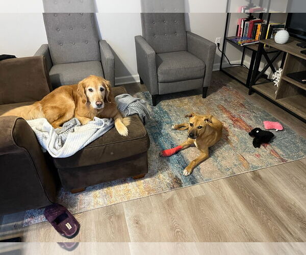 Medium Photo #4 Canaan Dog-Labrador Retriever Mix Puppy For Sale in Horn Lake, MS, USA