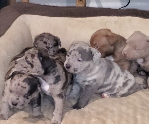 Medium Photo #2 American Bully Puppy For Sale in WEST MILTON, OH, USA