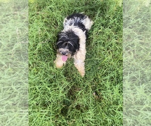 Schnauzer (Miniature) Puppy for sale in INMAN, SC, USA