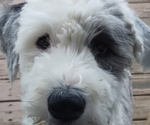 Small Photo #47 Old English Sheepdog Puppy For Sale in WILMINGTON, OH, USA