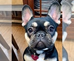 Small Photo #1 French Bulldog Puppy For Sale in WAUSAUKEE, WI, USA