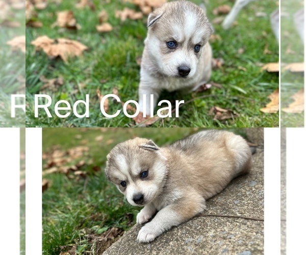Medium Photo #2 Siberian Husky Puppy For Sale in WAYNESBORO, VA, USA