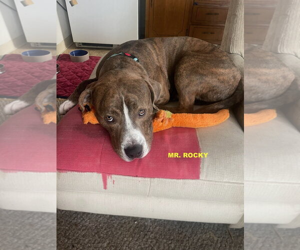 Medium Photo #1 Mutt Puppy For Sale in Woodland Hills, CA, USA