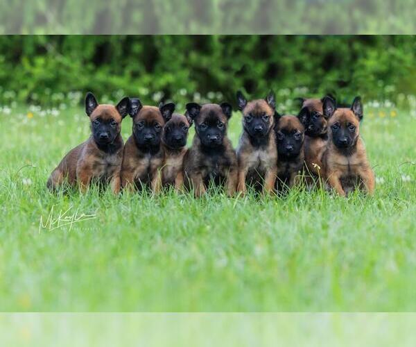 Medium Photo #1 Belgian Malinois Puppy For Sale in POPLARVILLE, MS, USA