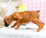Small Photo #57 Boxer Puppy For Sale in WAKARUSA, IN, USA