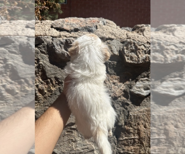 Medium Photo #2 Shih Tzu Puppy For Sale in BERNALILLO, NM, USA