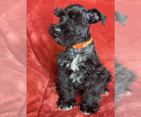 Medium Photo #2 Schnauzer (Miniature) Puppy For Sale in ROY, WA, USA