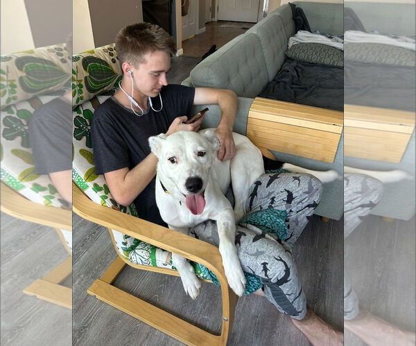 Medium Photo #8 Labrador Retriever-Unknown Mix Puppy For Sale in Germantown, OH, USA