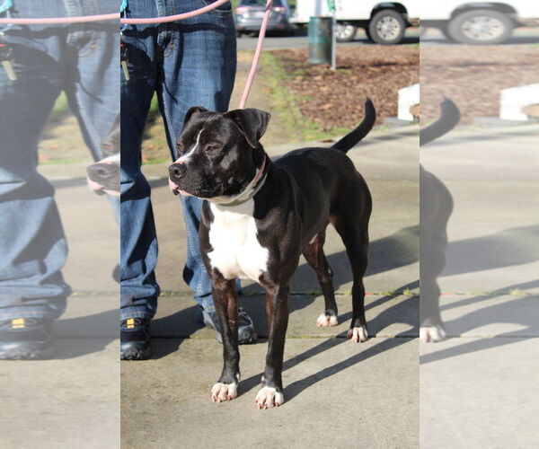 Medium Photo #1 Mutt Puppy For Sale in Petaluma, CA, USA