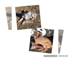 Australian Cattle Dog-Brittany Mix Puppy for sale in JETERSVILLE, VA, USA