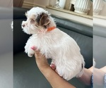 Small #15 Yorkshire Terrier