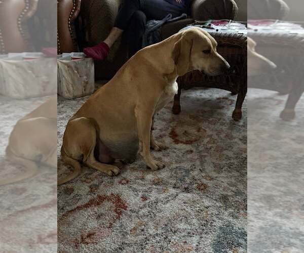 Medium Photo #2 Labrador Retriever-Unknown Mix Puppy For Sale in New York, NY, USA