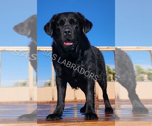 Father of the Labrador Retriever puppies born on 07/25/2026