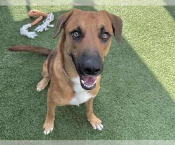 Medium Photo #4 Black Mouth Cur-Unknown Mix Puppy For Sale in Houston, TX, USA