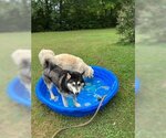 Small Photo #4 Siberian Husky Puppy For Sale in Holly Springs, NC, USA