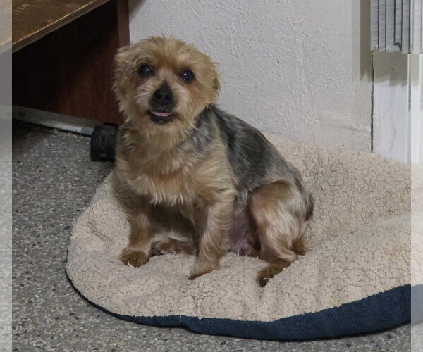 Medium Photo #4 Mutt Puppy For Sale in Spring, TX, USA