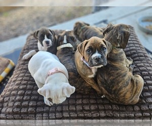 Medium Boxer
