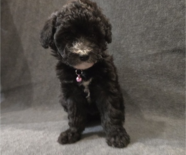 Medium Photo #23 Whoodle (Miniature) Puppy For Sale in KATY, TX, USA