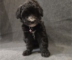 Small Photo #23 Whoodle (Miniature) Puppy For Sale in KATY, TX, USA