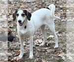 Small Photo #8 Treeing Walker Coonhound-Unknown Mix Puppy For Sale in Yardley, PA, USA