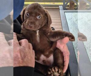 Labany Puppy for sale in MELFA, VA, USA