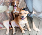 Small Photo #8 Labrador Retriever-Unknown Mix Puppy For Sale in Germantown, OH, USA