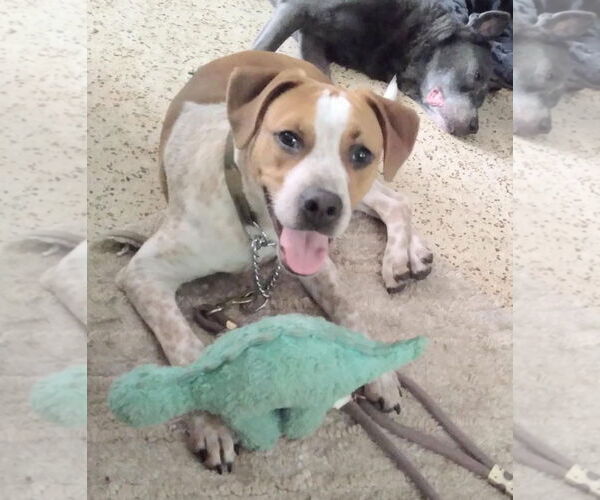 Medium Photo #2 Beagle-English Springer Spaniel Mix Puppy For Sale in Oakland Park, FL, USA