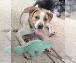 Small #1 Beagle-English Springer Spaniel Mix