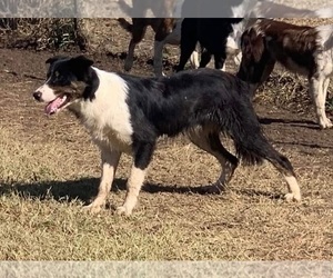 Father of the Border Collie puppies born on 06/30/2023