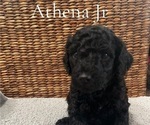 Puppy Athena Jr Poodle (Miniature)