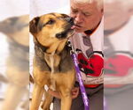 Small #1 American Staffordshire Terrier-German Shepherd Dog Mix
