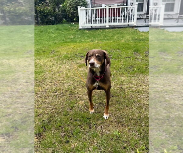 Medium Photo #7 Beagle-Unknown Mix Puppy For Sale in Woodbury, NY, USA
