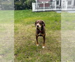 Small #6 Beagle Mix