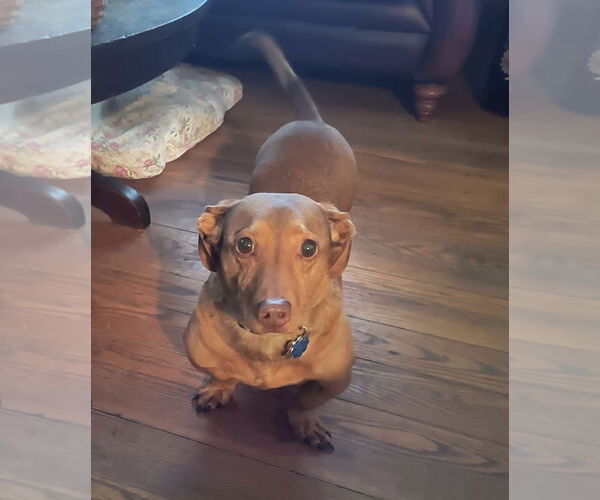 Medium Photo #2 Dachshund Puppy For Sale in Fruitland, SC, USA