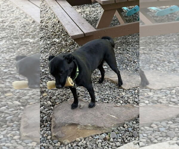 Medium Photo #1 Labrador Retriever Puppy For Sale in Pottstown, PA, USA