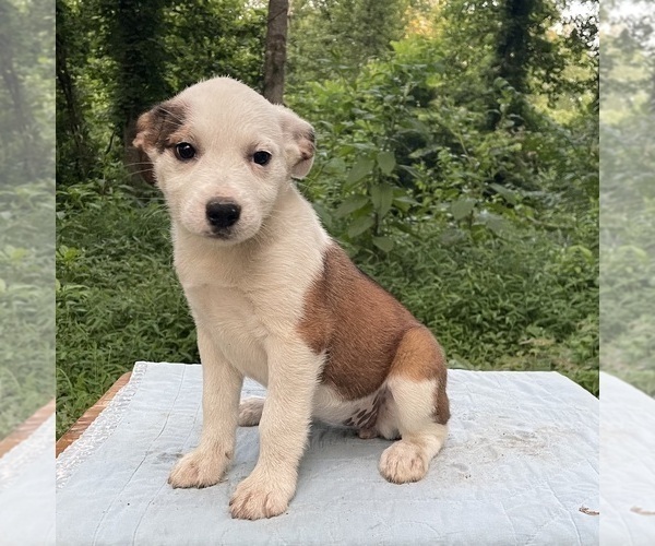 Medium Photo #3 Australian Shepherd-Mutt Mix Puppy For Sale in PROSPECT, VA, USA