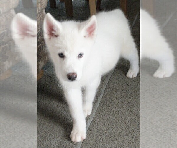 Medium Photo #8 Siberian Husky Puppy For Sale in TUCSON, AZ, USA