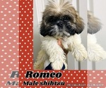 Image preview for Ad Listing. Nickname: Romeo