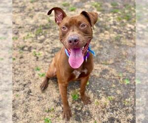 American Pit Bull Terrier Dogs for adoption in Aurora, CO, USA