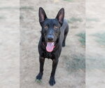 Small German Shepherd Dog