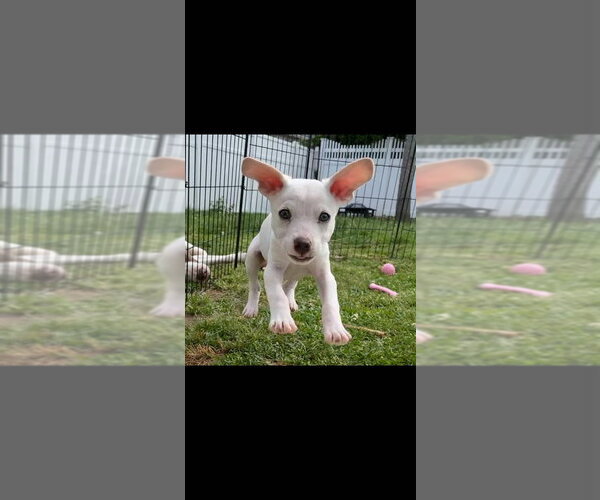 Medium Photo #12 Mutt Puppy For Sale in New York, NY, USA