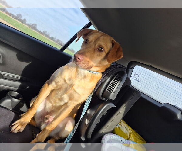 Medium Photo #7 Labrador Retriever-Unknown Mix Puppy For Sale in Boston, MA, USA