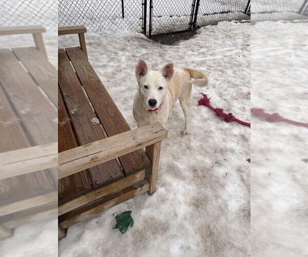 Medium Photo #1 Mutt Puppy For Sale in Elmsford, NY, USA