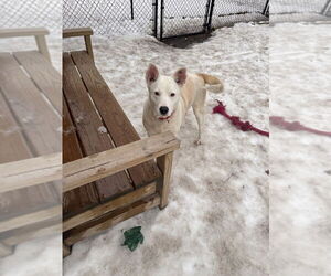 Mutt Dog for Adoption in Elmsford, New York USA