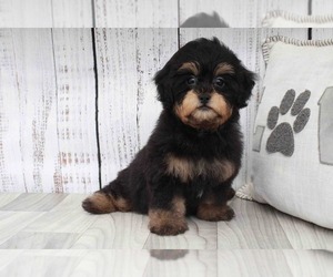 Shih-Poo Puppy for sale in MARIETTA, GA, USA