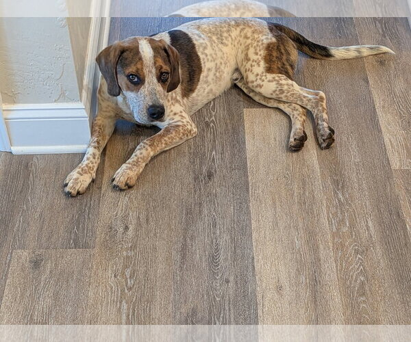 Medium Photo #1 Beagle-Unknown Mix Puppy For Sale in Bedford, VA, USA