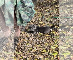 Cane Corso Puppy for sale in MODESTO, CA, USA