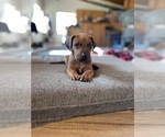 Small #11 Rhodesian Ridgeback