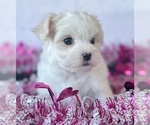 Small Photo #3 Maltese Puppy For Sale in ROCK STREAM, NY, USA